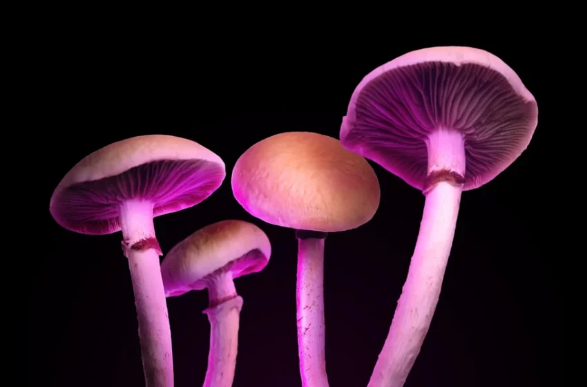  Transformative Cannabis and Magic Mushrooms Supporting Personal Wellness Growth